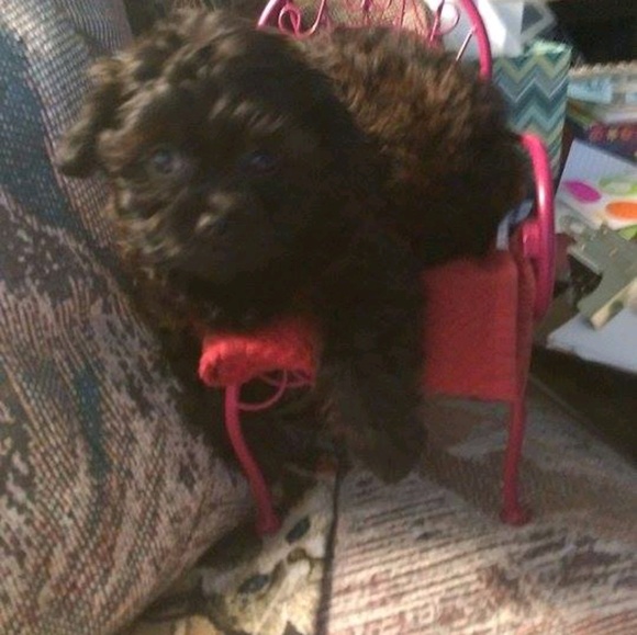 Meet your Posher, Laura - Picture 1 of 1